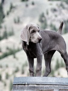 Preview wallpaper weimaraner, dog, puppy, look