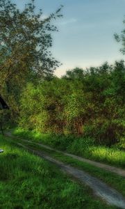 Preview wallpaper well, morning, wood, track, road, green