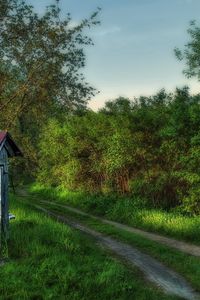 Preview wallpaper well, morning, wood, track, road, green