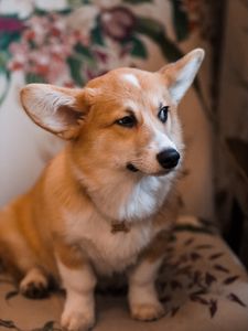 Preview wallpaper welsh corgi, dog, brown, white, pet