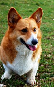 Preview wallpaper welsh corgi, dog, view, grass