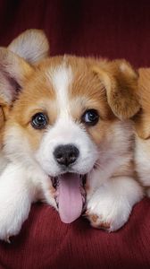 Preview wallpaper welsh corgi, puppies, dogs