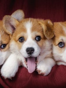 Preview wallpaper welsh corgi, puppies, dogs