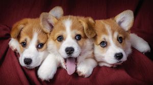 Preview wallpaper welsh corgi, puppies, dogs