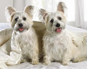 Preview wallpaper west highland terrier, puppies, couple, dog