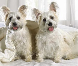 Preview wallpaper west highland terrier, puppies, couple, dog