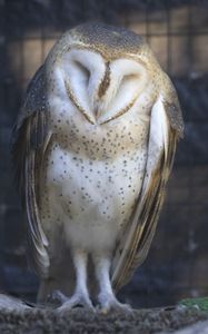 Preview wallpaper western barn owl, owl, bird, wildlife