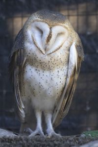 Preview wallpaper western barn owl, owl, bird, wildlife