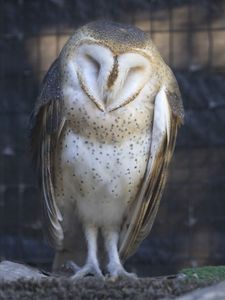 Preview wallpaper western barn owl, owl, bird, wildlife