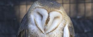 Preview wallpaper western barn owl, owl, bird, wildlife