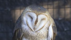 Preview wallpaper western barn owl, owl, bird, wildlife