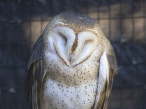 Preview wallpaper western barn owl, owl, bird, wildlife