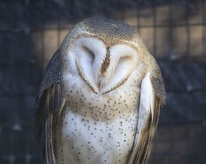 Preview wallpaper western barn owl, owl, bird, wildlife