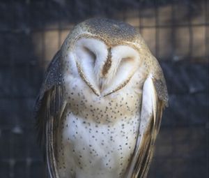 Preview wallpaper western barn owl, owl, bird, wildlife