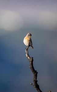 Preview wallpaper western bluebird, bird, branch, blur