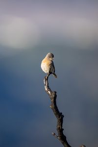 Preview wallpaper western bluebird, bird, branch, blur