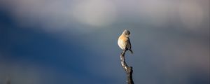 Preview wallpaper western bluebird, bird, branch, blur