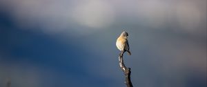 Preview wallpaper western bluebird, bird, branch, blur