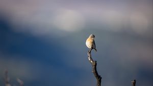 Preview wallpaper western bluebird, bird, branch, blur