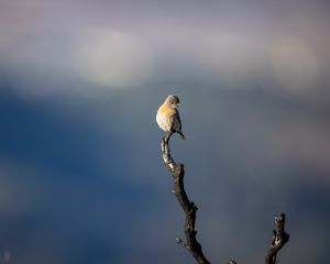 Preview wallpaper western bluebird, bird, branch, blur