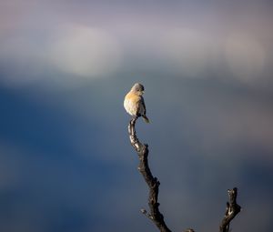 Preview wallpaper western bluebird, bird, branch, blur