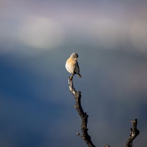 Preview wallpaper western bluebird, bird, branch, blur