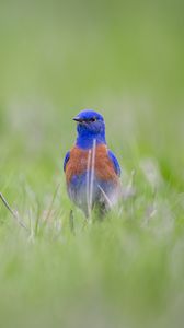 Preview wallpaper western bluebird, bird, grass, blur