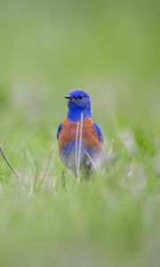 Preview wallpaper western bluebird, bird, grass, blur