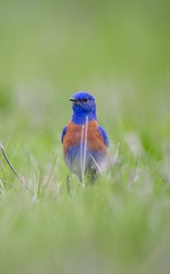 Preview wallpaper western bluebird, bird, grass, blur