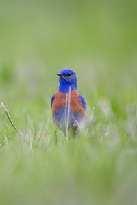 Preview wallpaper western bluebird, bird, grass, blur