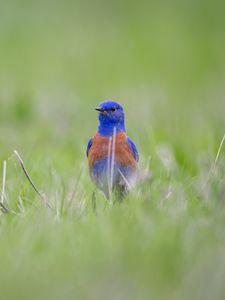 Preview wallpaper western bluebird, bird, grass, blur