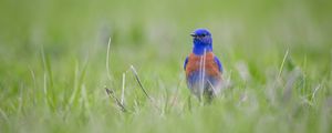 Preview wallpaper western bluebird, bird, grass, blur