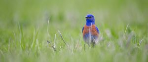 Preview wallpaper western bluebird, bird, grass, blur