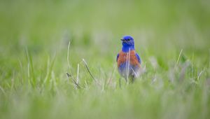 Preview wallpaper western bluebird, bird, grass, blur