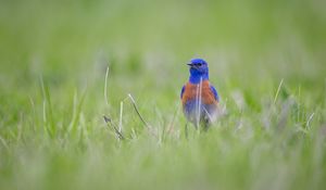 Preview wallpaper western bluebird, bird, grass, blur