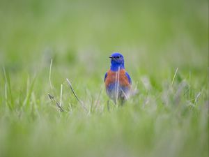 Preview wallpaper western bluebird, bird, grass, blur