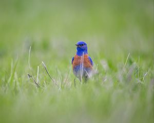 Preview wallpaper western bluebird, bird, grass, blur