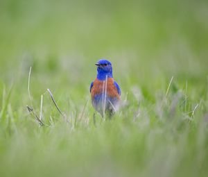 Preview wallpaper western bluebird, bird, grass, blur