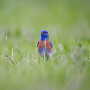 Preview wallpaper western bluebird, bird, grass, blur