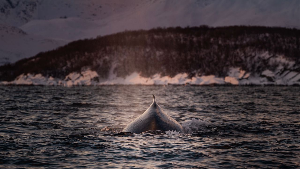 Wallpaper whale, fin, waves, sea, water