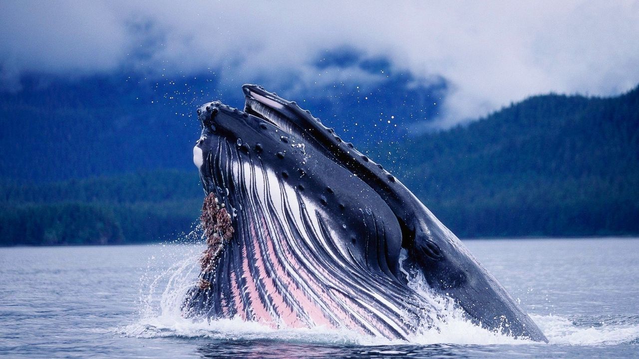 Wallpaper whale, head, splash, water