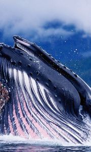Preview wallpaper whale, head, splash, water