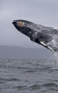 Preview wallpaper whale, jump, sea, ocean, spray