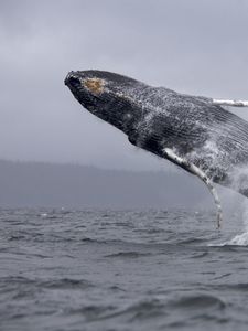 Preview wallpaper whale, jump, sea, ocean, spray
