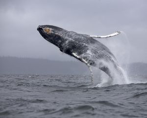 Preview wallpaper whale, jump, sea, ocean, spray