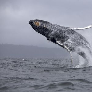 Preview wallpaper whale, jump, sea, ocean, spray