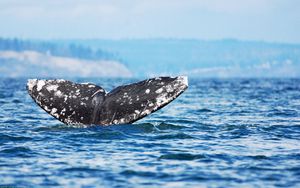 Preview wallpaper whale, jump, sea, ocean, sky
