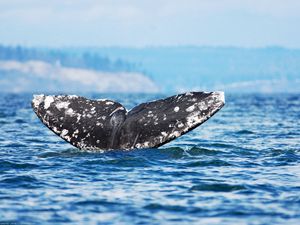 Preview wallpaper whale, jump, sea, ocean, sky