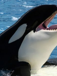 Preview wallpaper whale, orca, sea