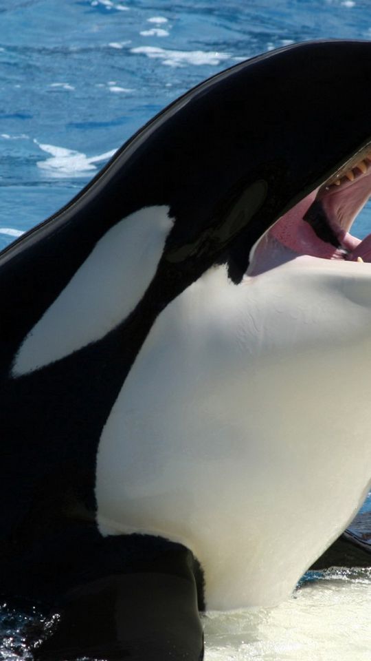 Hãy chiêm ngưỡng hình ảnh sống động về cá voi orca, sinh vật biển tinh nghịch sở hữu kích thước khổng lồ. Bộ lông đen trắng và vòng eo thon gọn tạo nên nét đặc trưng cho loài vật này. Nó đang được hòa mình với biển cả và thể hiện sự vững vàng của bản thân trước cơn sóng lớn.
